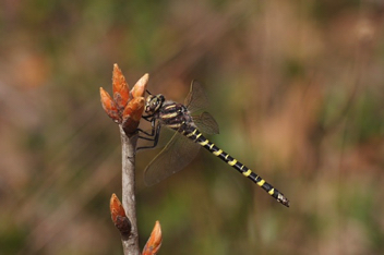 Cordulegaster sayi, female